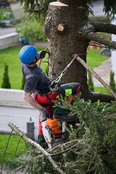 Interlaken, CA  Tree Services Company